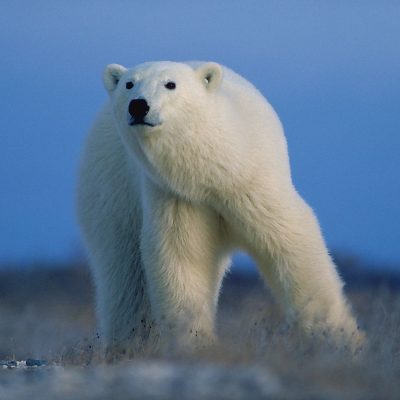 Hidden World of Polar Bears - North American Bear CenterNorth American ...