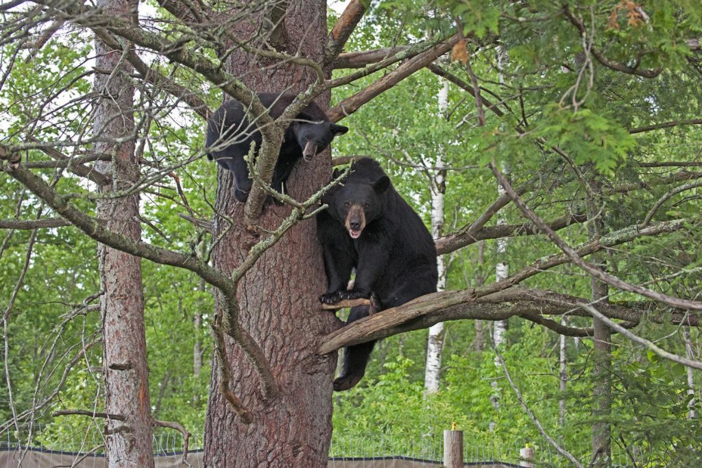 Lucky and Holly in the Cub Tree