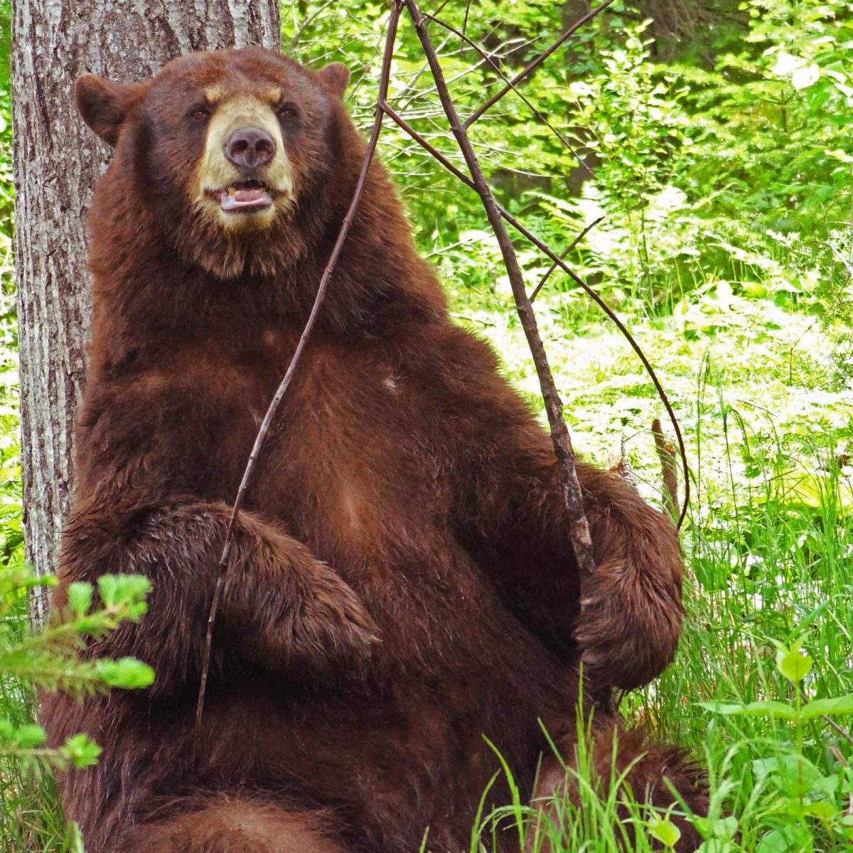 Pure Honey Sticks - North American Bear CenterNorth American Bear
