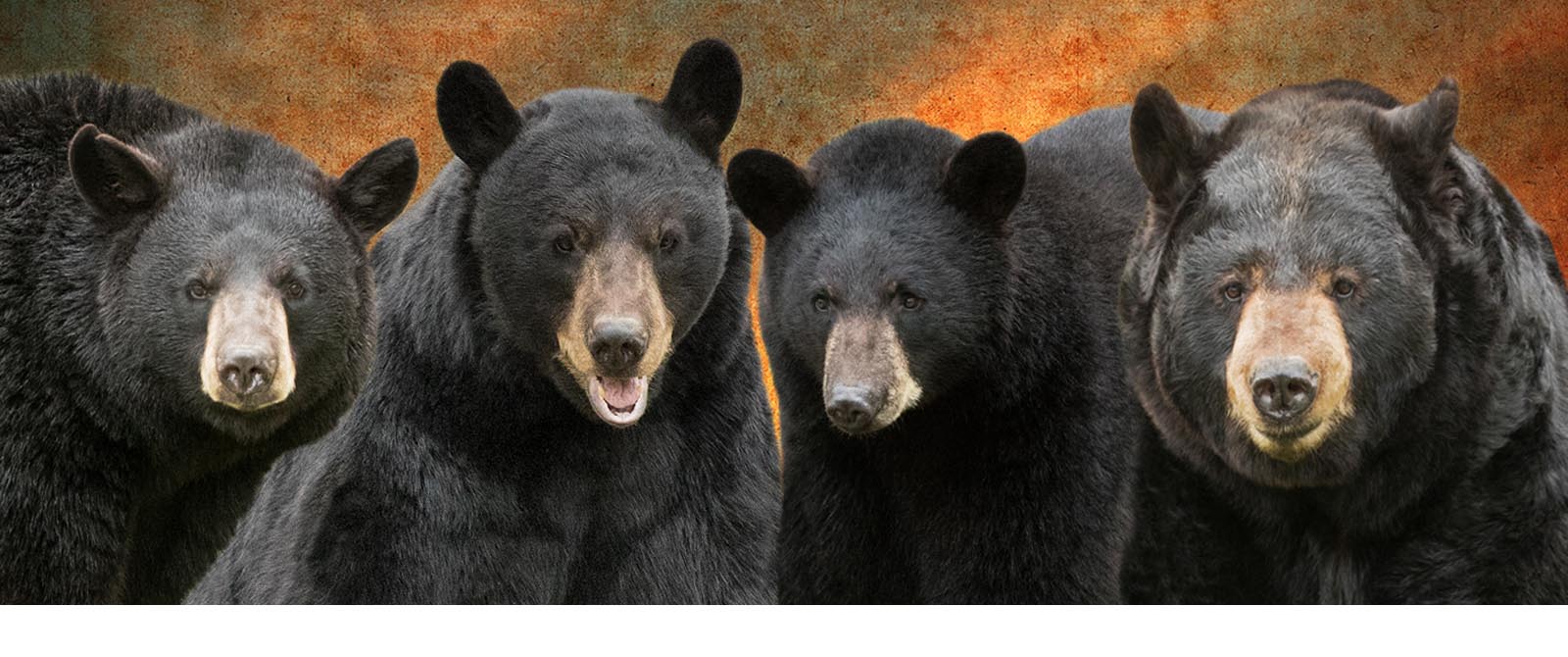 North American Bear Center