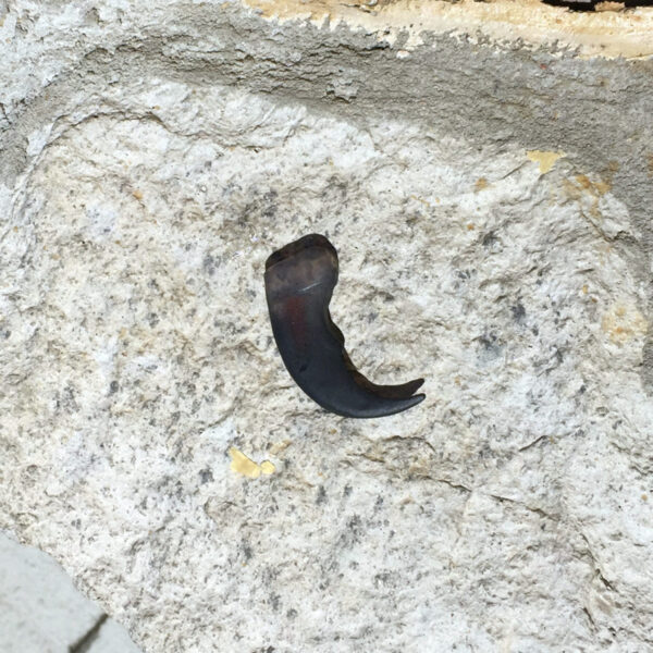 Replica Black Bear Claw