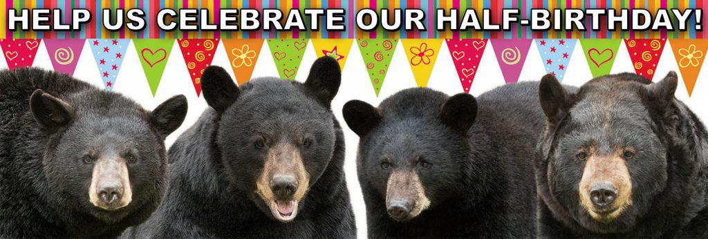 Half-Birthday Celebration Bears
