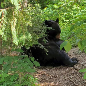 Lucky resting in shade