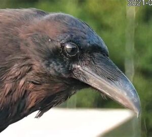Closeup of Raven