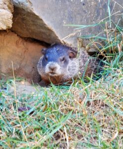 Chewy the woodchuck
