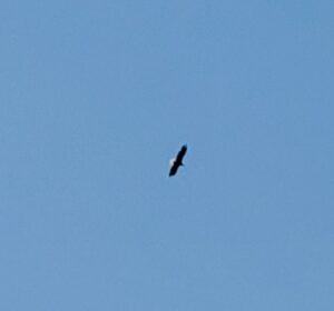 Bald eagle flying overhead