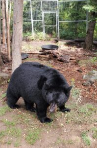 Holly in enclosure