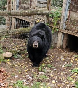 Lucky in his pen looking up