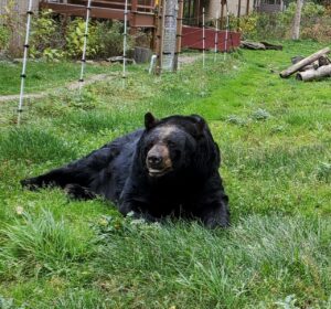 Ted laying in grass with smile