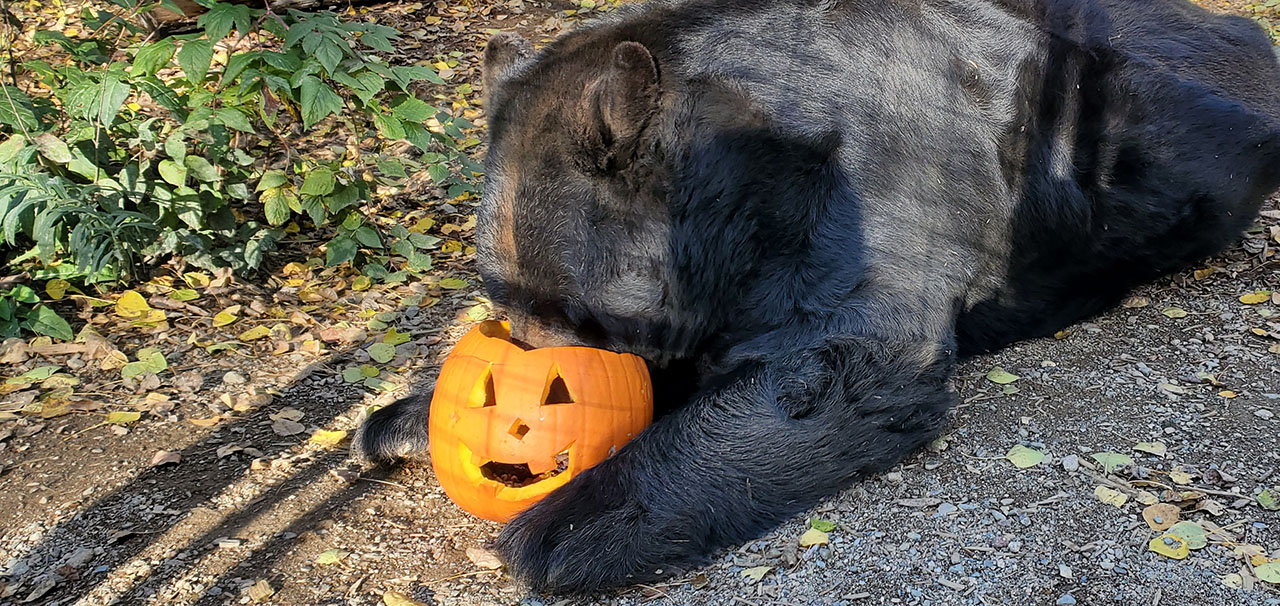 Ted eating pumpkin