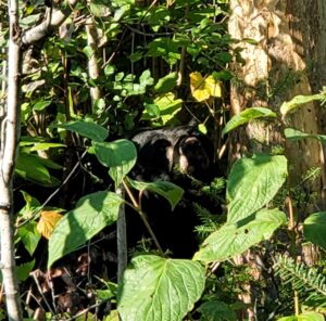 Holly peeking through bushes