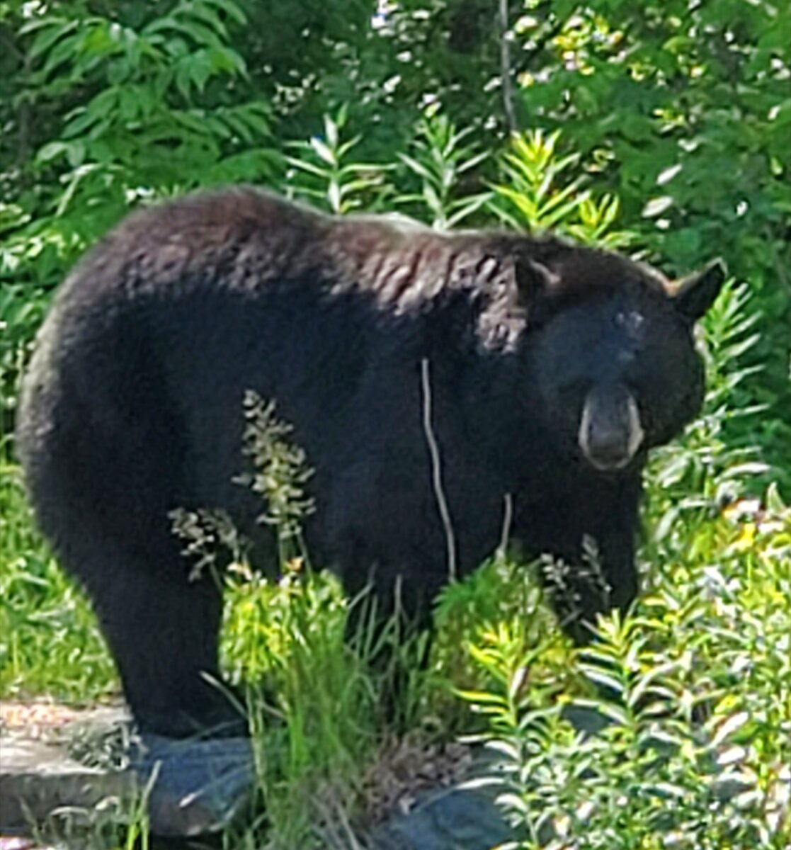 Bear News – September 30, 2023 - North American Bear Center