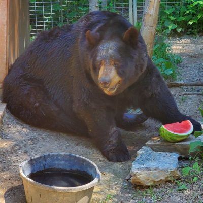 Ted with watermelon