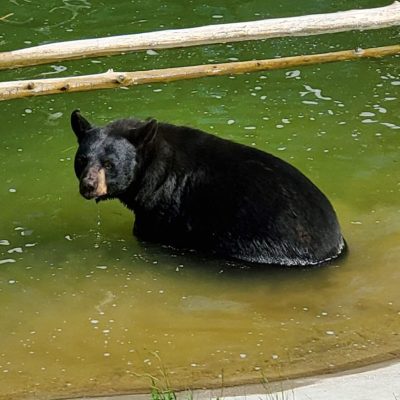 Holly in pond