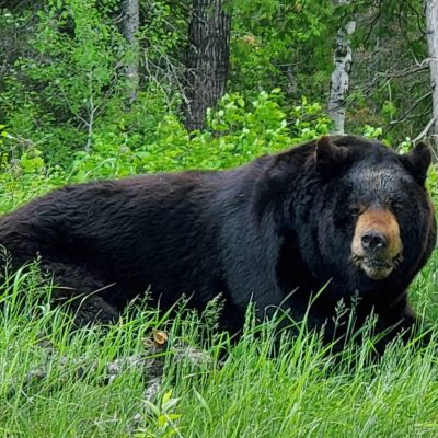 Ted in grass