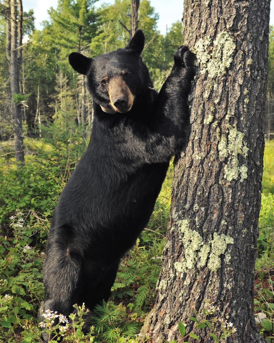 How High Can a Black Bear Reach? - North American Bear Center