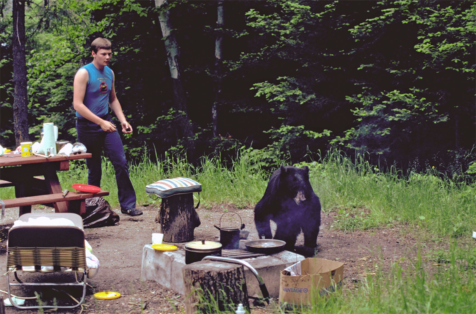How Dangerous Are Black Bears? - North American Bear Center