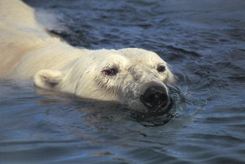 Polar Bear Facts - North American Bear Center