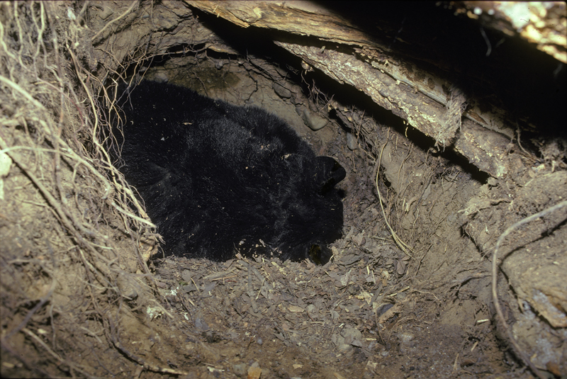 5 Stages Of Activity And Hibernation North American Bear Center 5 Stages Of Activity And Hibernation North American Bear Center