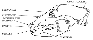 Skull of a Black Bear - North American Bear Center