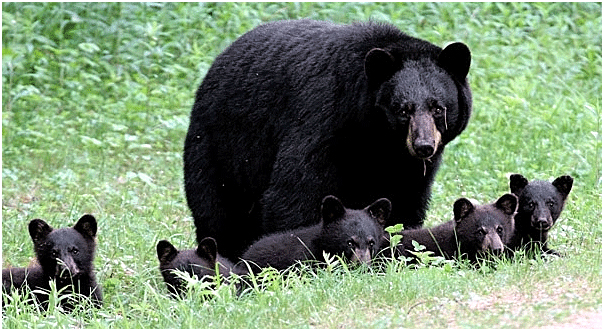 Black Bear Litter Size - North American Bear Center