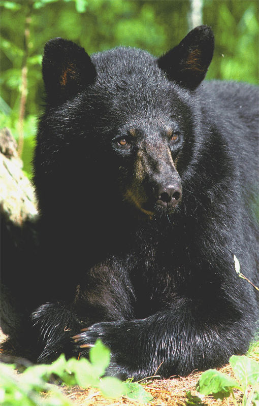 Black Bear Color Phases - North American Bear Center