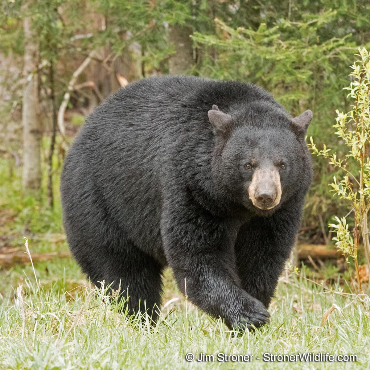 Holly - North American Bear Center