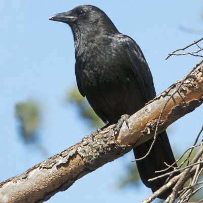 American-crow