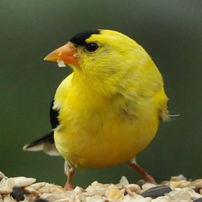 American-goldfinch