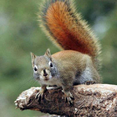American-red-squirrel