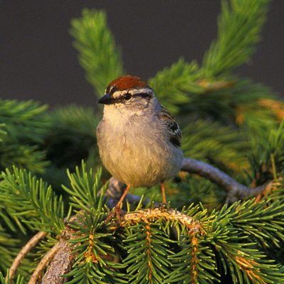 Chipping-sparrow (1)