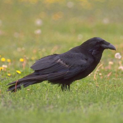 Common-raven