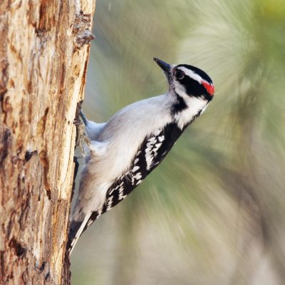 Downy-woodpecker-male