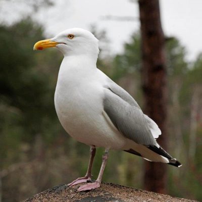 Herring-Gull