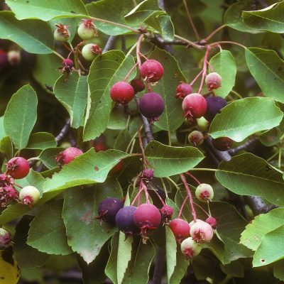 Juneberry-or-Serviceberry