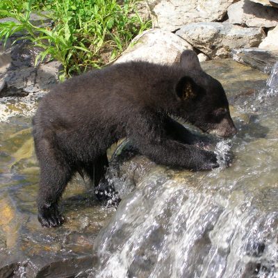Lucky-cub-on-waterfall-20070715