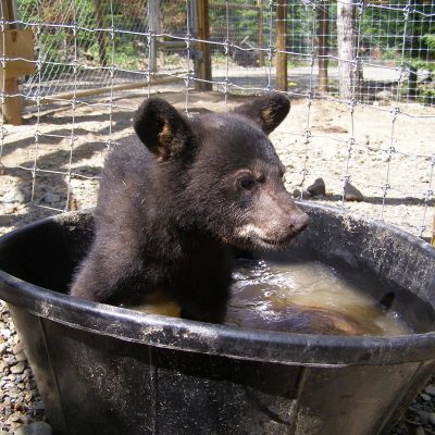 Lucky-cub-takes-a-bath-20070706