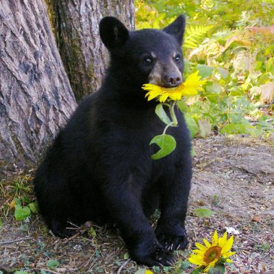 Lucky-cub-with-Sunflowers-20070822