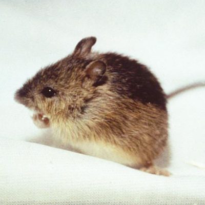 Meadow-jumping-mouse-Public-Domain