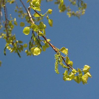 Quaking-aspen-leaves