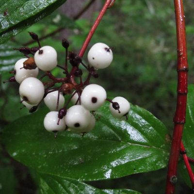 Red-osier-dogwood-berries