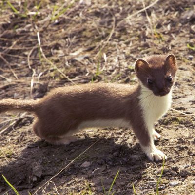 Short-tailed-weasel-Public-Domain