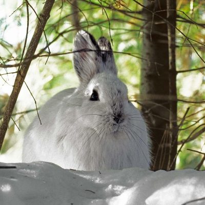 Snowshoe-hare