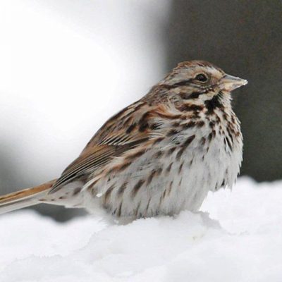 Song-Sparrow