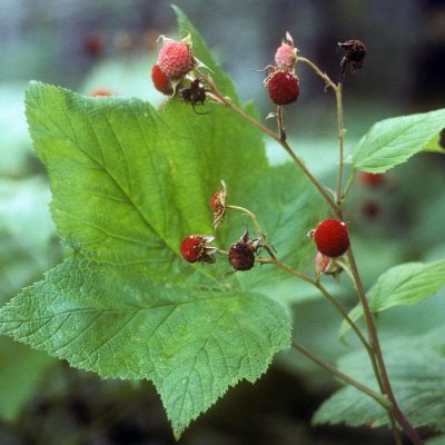 Thimbleberry-fruit