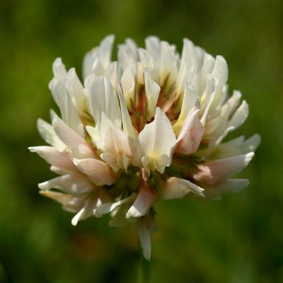 White-Clover-Trifolium-repens-©-Hans-Hillewaert-public-domain