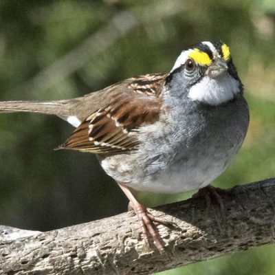 White-Throated-Sparrow