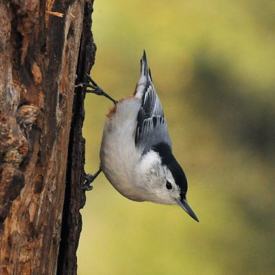 White-breasted-nuthatch