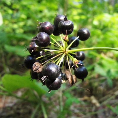 Wild-Sarsaparilla-berries