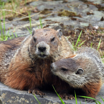 WoodChuck